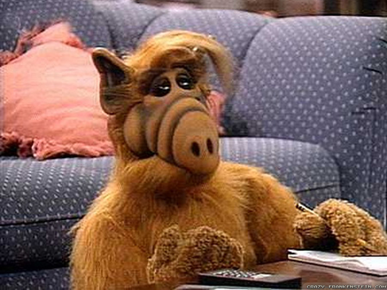 1-Alf.jpg 