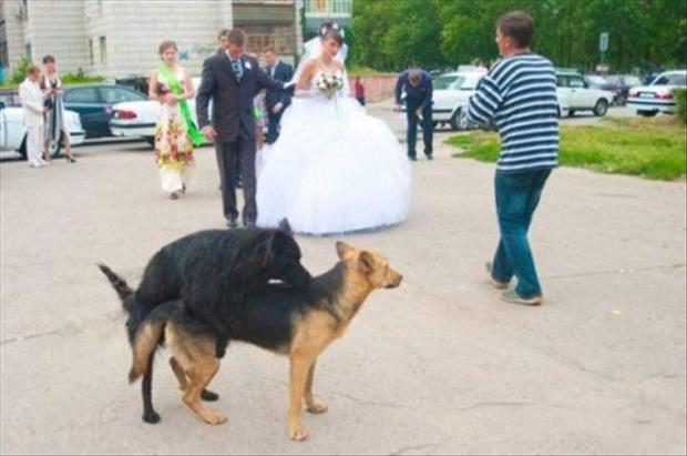 wedding-funny-pictures-18