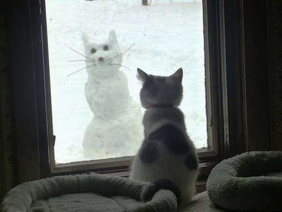 cat-snowman-funny
