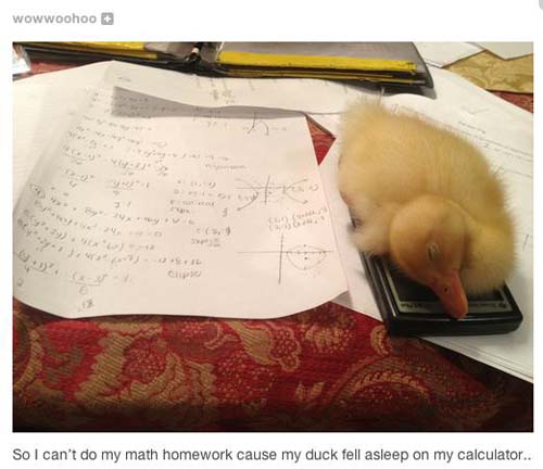 duck-homework
