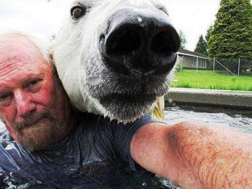 epic-selfie-polar-bear