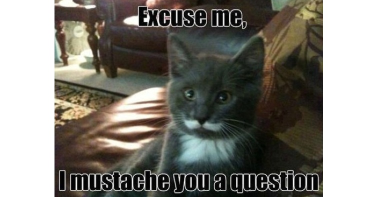 Because Animals With Mustaches Are Better ~ 16pics
