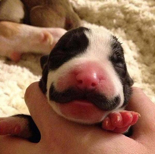 cute-mustache-animals10