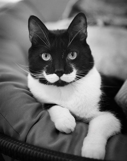 cute-mustache-animals11