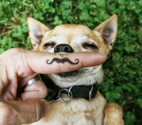 cute-mustache-animals14