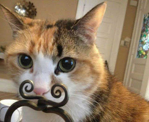 cute-mustache-animals15
