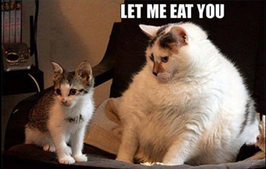 fat-cat-eat-little