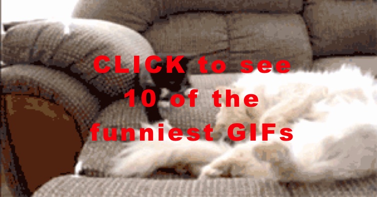 10 Of The Funniest GIFs Part 1