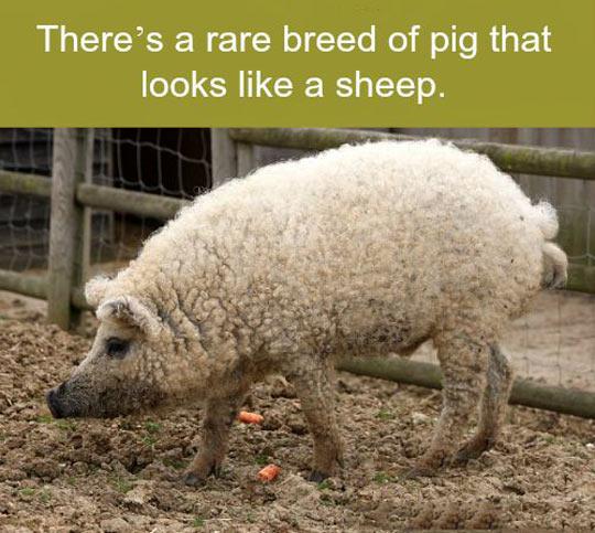 funny-pig-fur-breed-sheep-1
