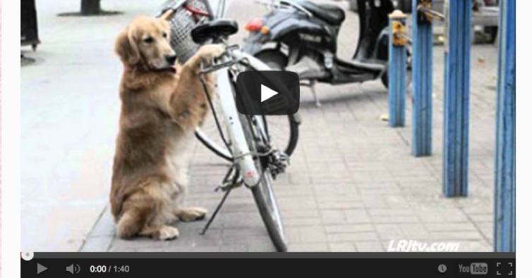 Dog Guards Owner Bike