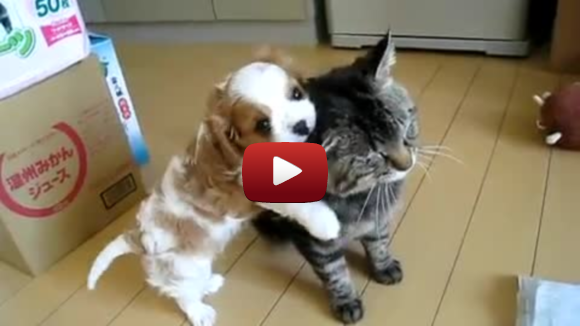 Puppy loves Cat