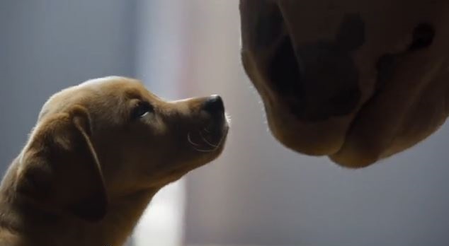 Budweiser Super Bowl XLVIII Commercial ~ “Puppy Love”