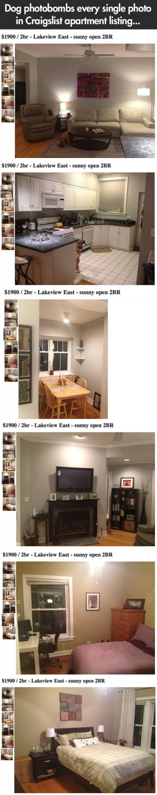 Dog-photo-bombs-every-single-photo-in-Craigslist-apartment-listing-…