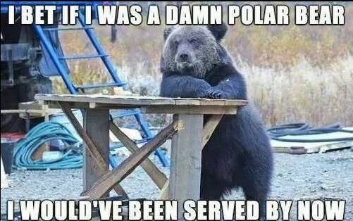 polar-bear-served