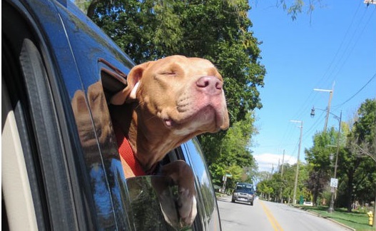 Photos of dogs taken after leaving the shelter and getting in the car ~ 20 pics