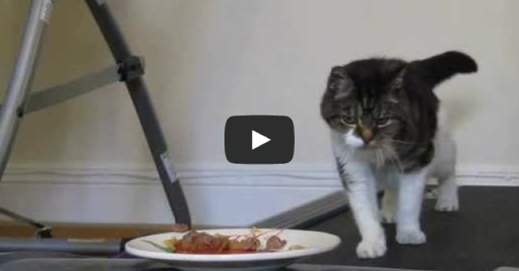 The Funniest And Meanest Thing Happens To This Cat.  Wait Until You See This.