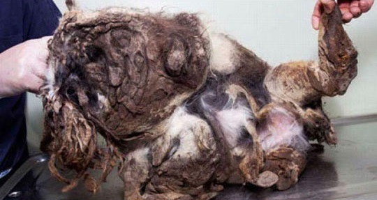 A Passer-by Thought This Was A Pile Of Trash. I’ve Never Seen A More Shocking Transformation.