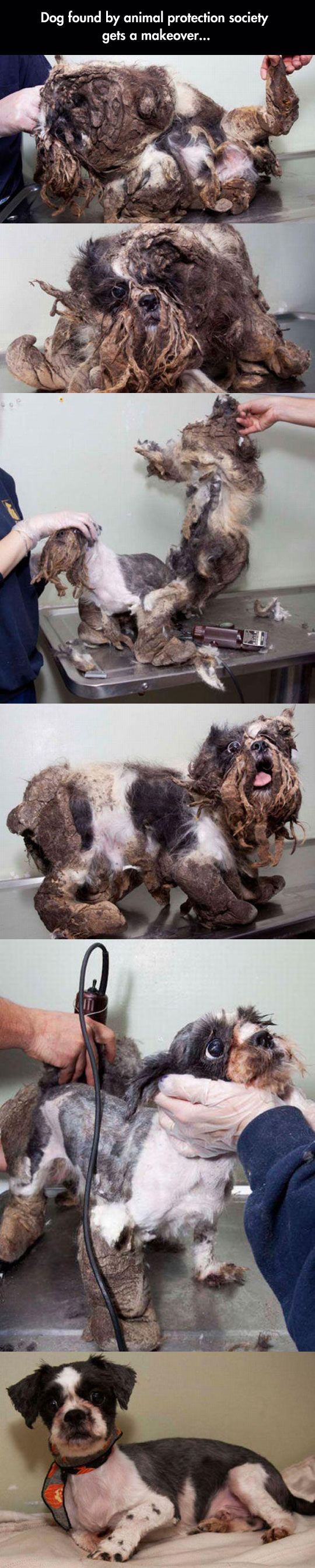 cool-rescue-dog-Pet-Society-shaving-hair