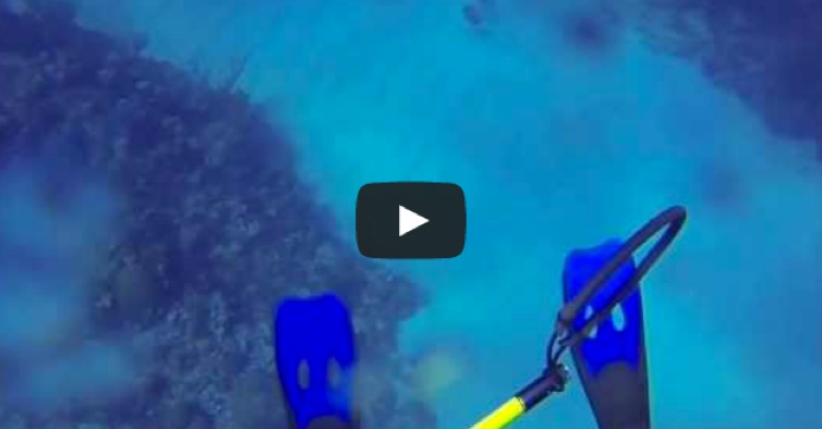 This Is A Moment That Would Make Your Heart Stop. Watch What This Shark Does.
