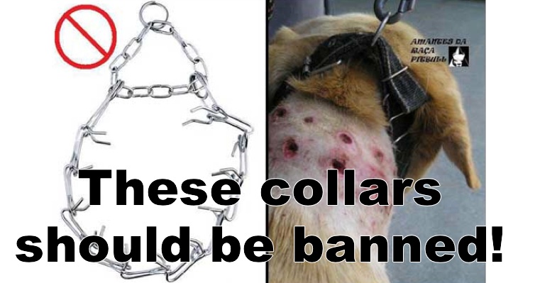 These Dog Collars Should Be Banned!  What Are Your Thoughts?