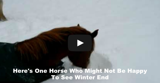 Here’s One Horse Who Might Not Be Happy To See Winter End