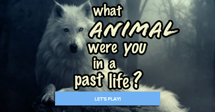 Quiz: What Animal Were You In A Past Life? | Stuff Happens