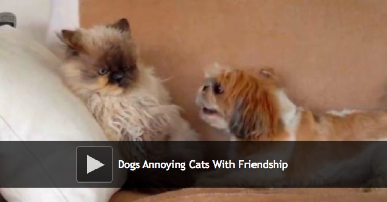 So Funny, Dogs Annoying Cats With Their Friendship