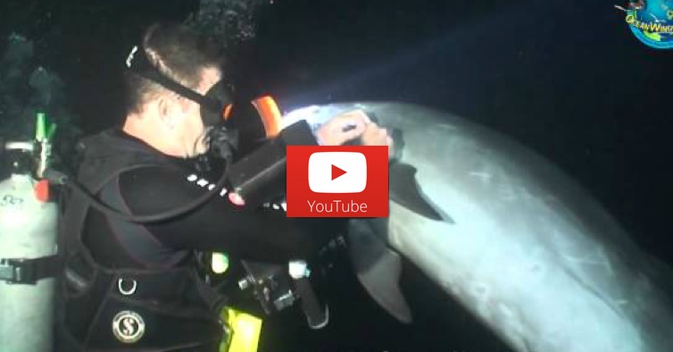 Injured Wild Dolphin Swims To Nearby Divers For Help.  Prepare To Be Touched.
