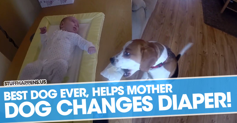 Dog Helps Mom Change Her Baby’s Diaper. Best Dog Ever!