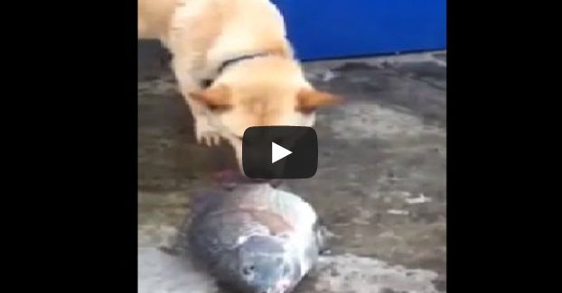Heroic Dog Tries to Save Fish by Splashing Them With Water