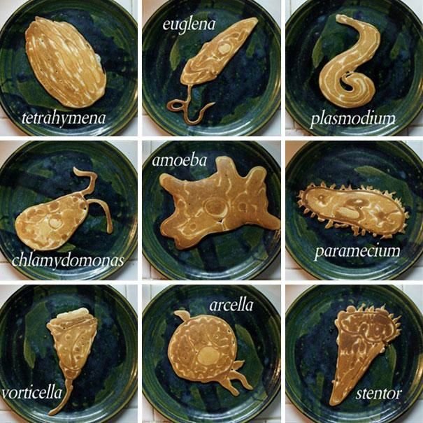 protozoa-pancakes