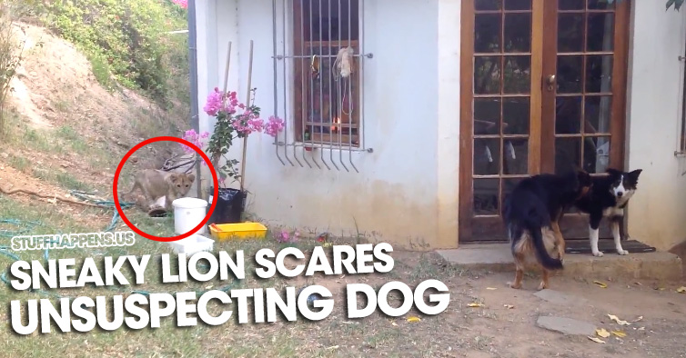 Watch A Sneaky Lion Cub Scare The Life Out Of An Unsuspecting Dog