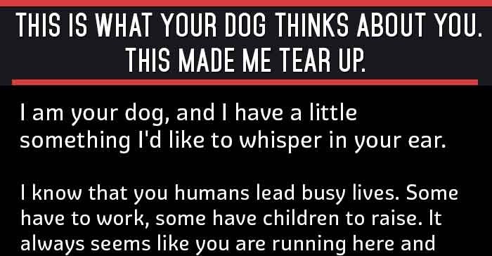 dog-thinks-about-you