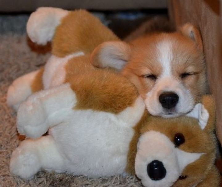 16 Unbelievably Adorable Puppies Sleeping With Their Stuffed Animals