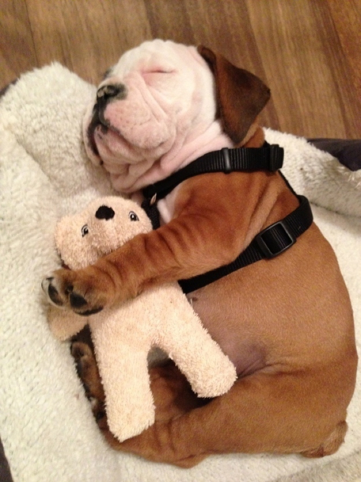 16 Unbelievably Adorable Puppies Sleeping With Their Stuffed Animals