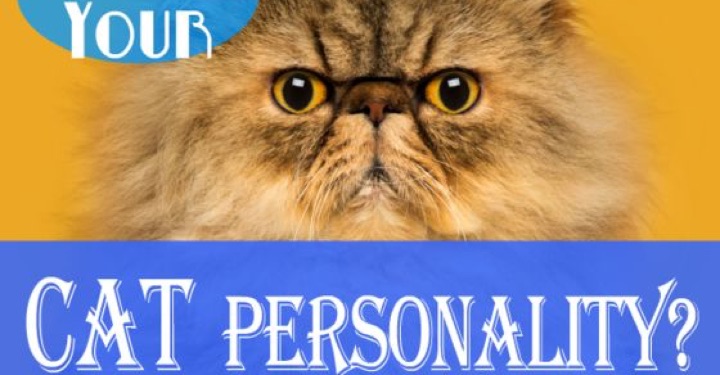 cat-personality-quiz