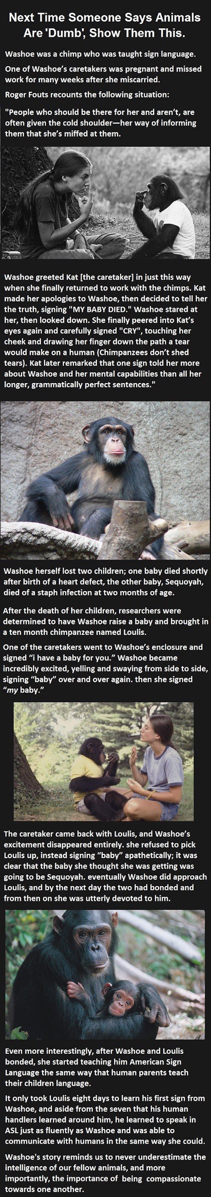 chimp-lost-baby