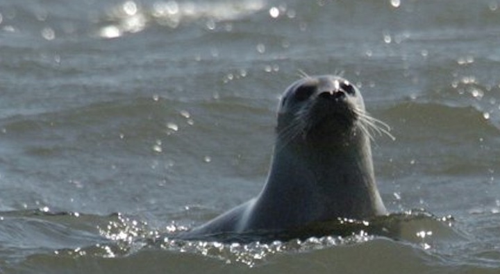 seal-comes-on-boat