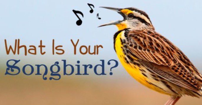songbird definition