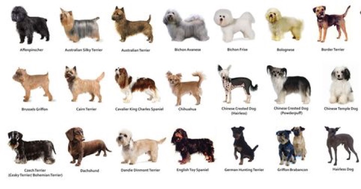 dog-breed-quiz