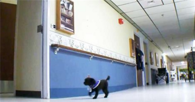pup-nursing-home