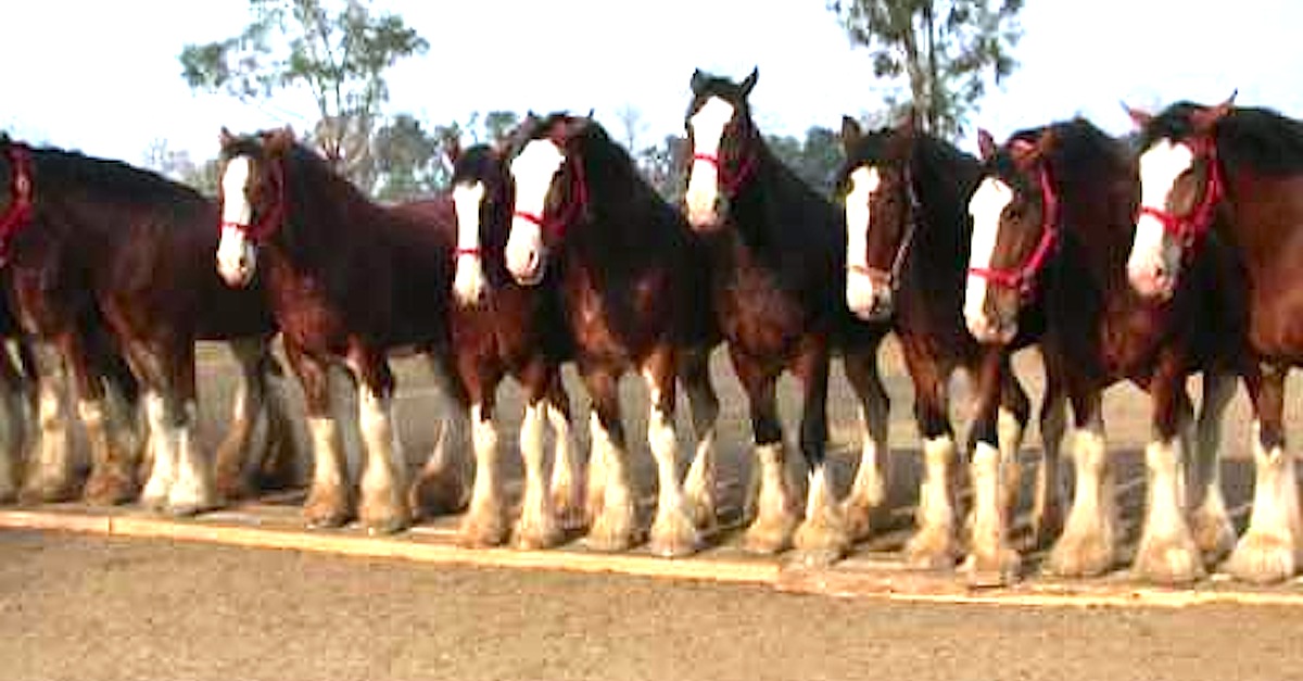 training-budweiser-clydesdales