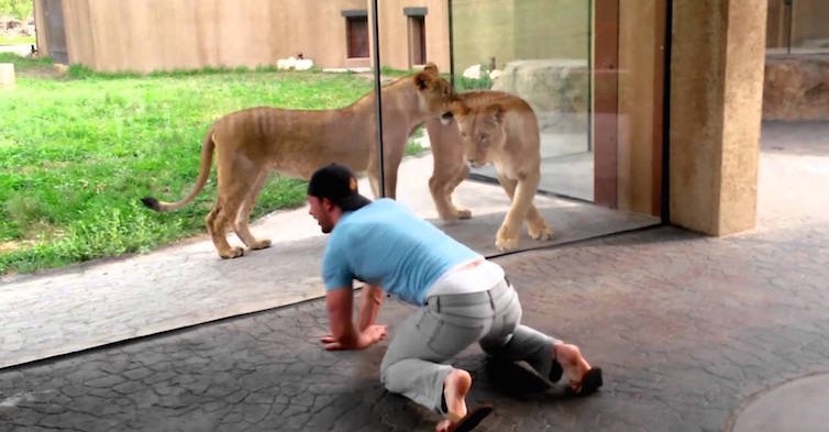 guy-teases-lions