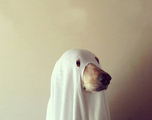 Halloween Costumes For Your Pet 09