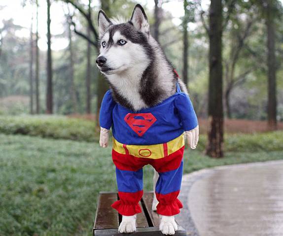 Halloween Costumes For Your Pet 11