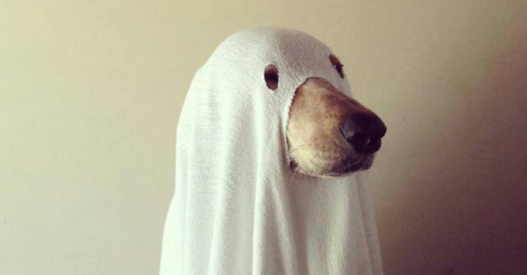 Halloween Costumes For Your Pet