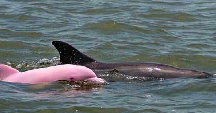 Pink Dolphin Spotted in Louisiana