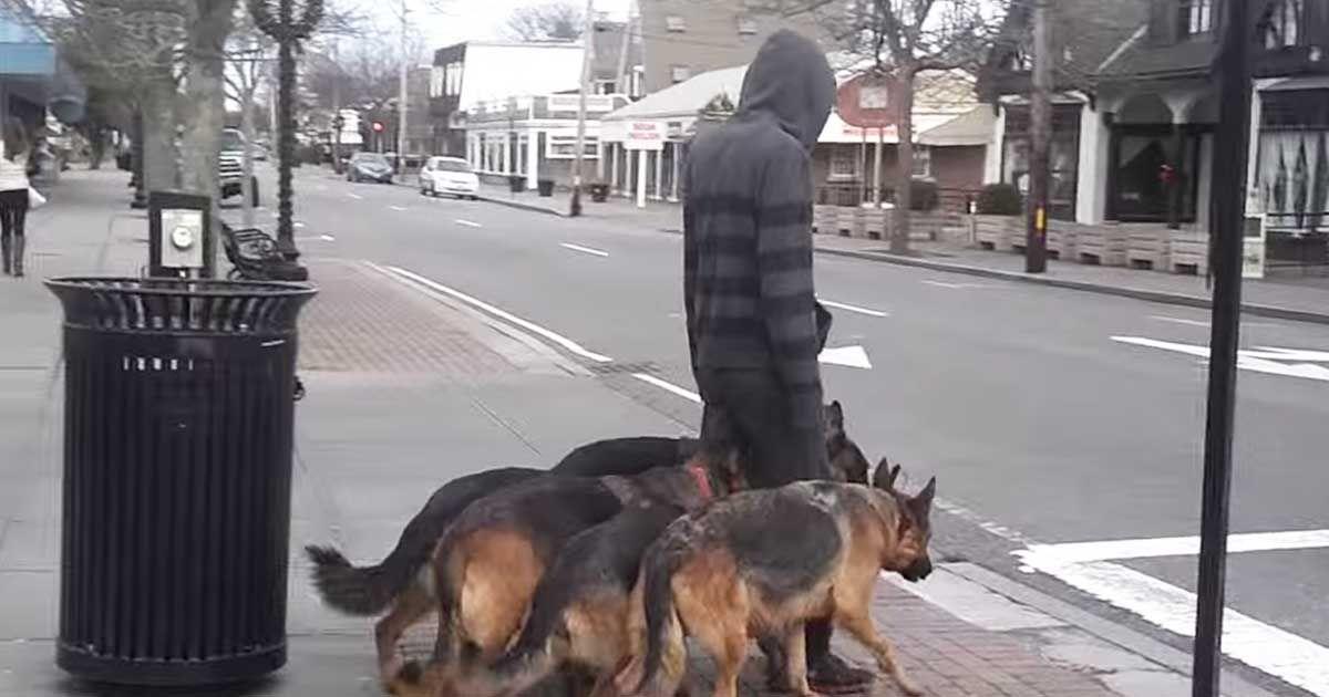 man-walks-dog-pack-without-leash