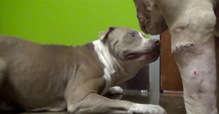 two-pit-bulls-together