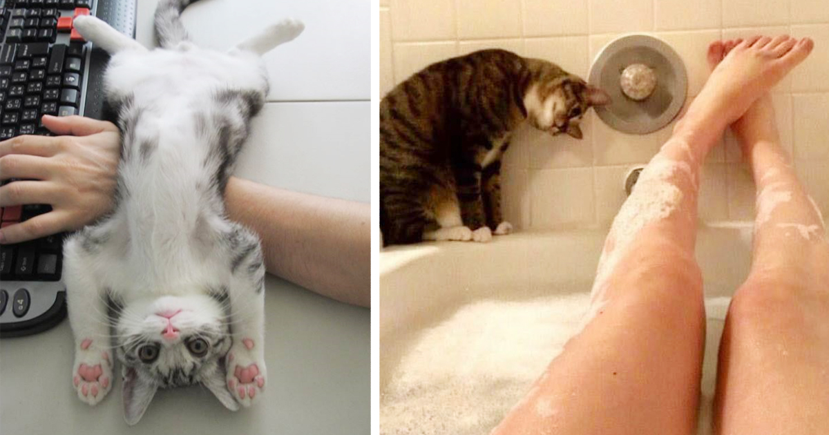 20 Cats Don't Care About Your Personal Space
